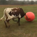 miniature pour Un taureau triste d'avoir crevé son ballon