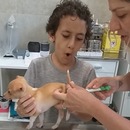 miniature pour Un enfant découvre comment le vétérinaire prend la température de son chiot