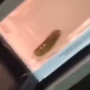 miniature pour Ce qui arrive quand on met un cornichon dans le micro ondes