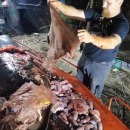miniature pour Une baleine retrouvée morte avec 40 kilos de plastique dans l'estomac