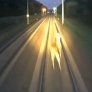 miniature pour Une biche se fait exploser par un train