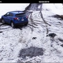 chien-sauve-chiot-marche-arriere-voiture