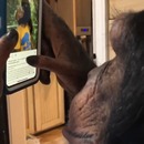 miniature pour Un singe utilise un téléphone et Instagram