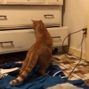 chat-contenu-tiroir