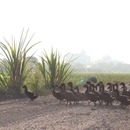 centaines-canards-traverser-chemin