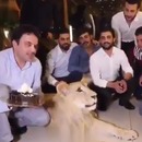 miniature pour Un homme entarte une lionne