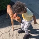 miniature pour Un petit enfant rencontre un faon devant chez lui