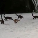miniature pour Une vidéo de lémuriens à l'envers et vous avez Jurassic Park