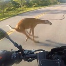 miniature pour Un cerf fonce sur un motard et se fait percuter