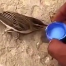 miniature pour Un homme donne de l'eau à un oiseau assoiffé