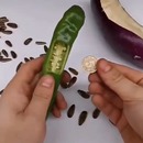 miniature pour Cacher une pièce dans un piment, une aubergine, puis un meuble