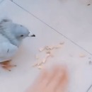 miniature pour Un pigeon suicidaire saute dans un poêle à bois