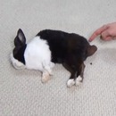 miniature pour Un lapin endormi qui lâche une crotte quand on lui touche la queue