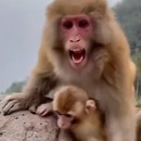 maman-singe-aime-pas-manger-petit