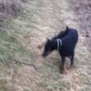 serpent-maitre-balle-chien