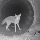 coyote-blaireau-tunnel