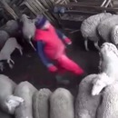miniature pour Un mouton aide l’éleveur à enjamber la barrière plus vite