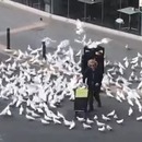 pigeons-voler-femme-confinement
