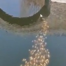 banc-poissons-suivre-canard-eau