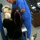 miniature pour Un chat mord un vétérinaire qui faisait crier un chien