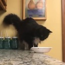 Un chat prend son temps pour faire tomber un bol