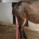 miniature pour Un vétérinaire perce l'énorme abcès d'un cheval