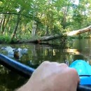 alligator-charge-kayak