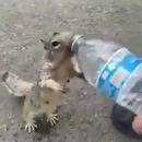 miniature pour Un écureuil veut boire par la bouteille d'eau d'un homme