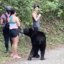 miniature pour Un ours noir intéressé par une femme en randonnée au Mexique