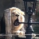 concours-rugissements-lion-homme-zoo