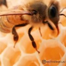 abeilles-ruche-objectif-macro