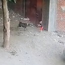 miniature pour Un chat aide un enfant attaqué par un chien