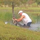 miniature pour Un homme sauve son chiot de la gueule d'un alligator