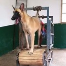 miniature pour Un chien demande à être attaché sur son tapis de course