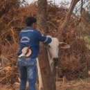 miniature pour Une vache bloquée dans un arbre remercie ses sauveurs