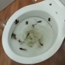 grenouilles-toilettes