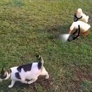 canards-paparazzis