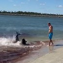 miniature pour Un requin attaque un dauphin près de la plage