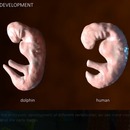 comparaison-evolution-embryon-dauphin-humain