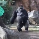 miniature pour Un papa gorille s'enfuit avec son bébé dans les bras