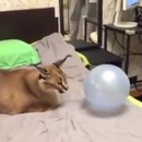 miniature pour Un lynx éclate un ballon avec ses griffes