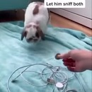 empecher-lapin-manger-cables