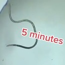 miniature pour Bactéries vs Désinfectants au microscope