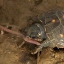 miniature pour Une petite tortue veut manger un ver de terre