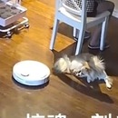 miniature pour Un aspirateur robot attaque un petit chien