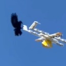 corbeau-attaque-drone-livraison