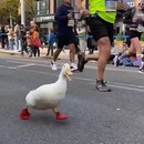 miniature pour Un canard participe à un marathon