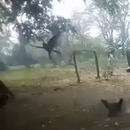 coq-attrape-tue-faucon-poules
