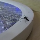 moustique-suicide-raquette-electrique