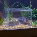 Une modification d'aquarium pour le chat